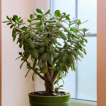 гражда Holiday park Migovo